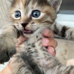 里親募集中です。お母さんと子猫1匹　写真追加しました - 吉野川市