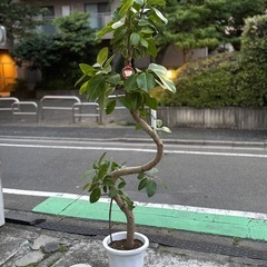 ⑩観葉植物　ゴムの木(アルテシーマ) 　約200cm