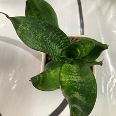 初心者にオススメ　
サンスベリア　ゼラニカの画像