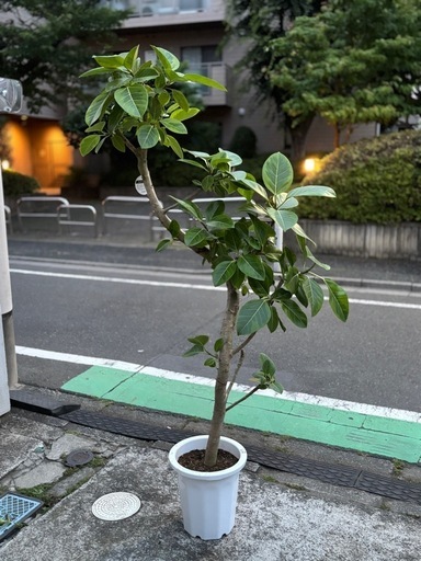 ⑫観葉植物　ゴムの木(アルテシーマ) 　約200cm