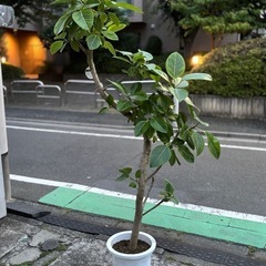 ⑫観葉植物　ゴムの木(アルテシーマ) 　約200cm