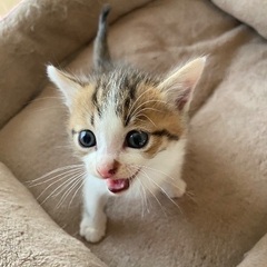 キジ茶白くん　1ヶ月