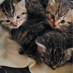 里親になってくれる方募集してます😺