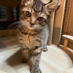 おっとり甘えん坊なキジトラの男の子