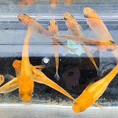 竜章鳳姿の画像