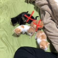 至急※探してます🙇🏻‍♀️※写真更新６/８