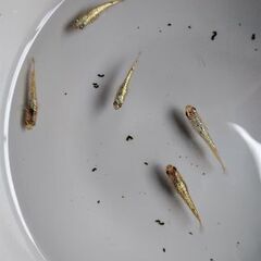 メダカ　【ネプチューン&ヒミツヘイキブルー】　産卵中9匹