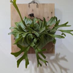 大株！！ビカクシダ　リドレイ(P. Ridleyi)　観葉植物　...