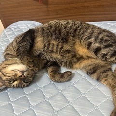 人懐っこいキジ猫🐈