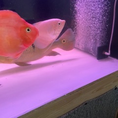 オスフロ