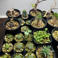 植物いろいろ（選択式）