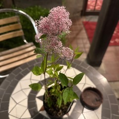 花苗　セアノサス-マリーサイモンの画像