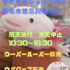 ６月１５日（日）　ウーパールーパー　ウパグッズ販売
