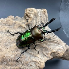 値下げしました！ニジイロクワガタ　グリーン系成虫ペア　配送可能の画像