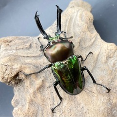 値下げしました！ニジイロクワガタ　グリーン系成虫ペア　配送可能の画像