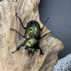 値下げしました！ニジイロクワガタ　グリーン系成虫ペア　配送可能の画像
