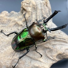 ニジイロクワガタ　グリーン系成虫ペア　配送可能