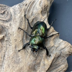 値下げしました！ニジイロクワガタ　グリーン系成虫ペア　配送可能の画像