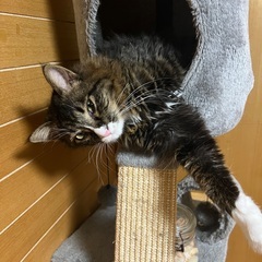 猫を探してます 脱走　行方不明
