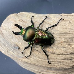 ニジイロクワガタ　ホワイトアイ　成虫ペアの画像
