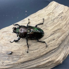 ニジイロクワガタ　ホワイトアイ　成虫ペアの画像