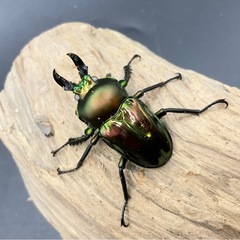 ニジイロクワガタ　ホワイトアイ　成虫ペア