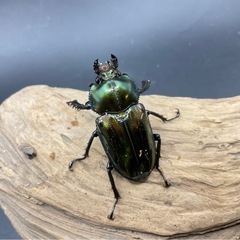ニジイロクワガタ　グリーン系成虫ペアの画像