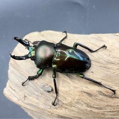 ニジイロクワガタ　グリーン系成虫ペアの画像