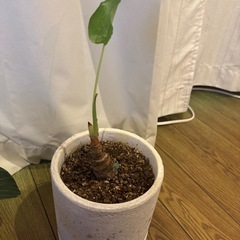 観葉植物　クワズイモ（鉢付）