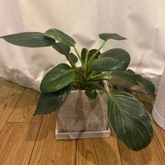 観葉植物　フィロデンドロンバーキン（鉢付）