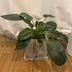 ランキングキーワードに紐づく投稿画像-観葉植物
