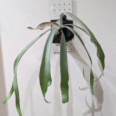 ビカクシダ　アーバンリバー　観葉植物
