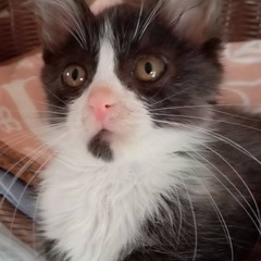 子猫の里親募集