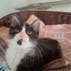 子猫の里親募集 - 宇佐市