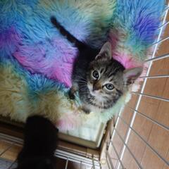 ちょ～可愛いトラ柄子猫募集致します。