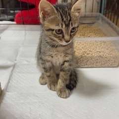 保護猫の里親様になってください。 − 徳島県