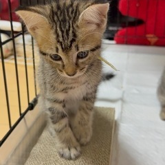 保護猫の里親様になってください。 - 里親募集