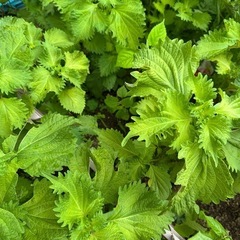 【発送専用】大葉苗　青じそ　青紫蘇の画像