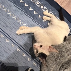 生後6ヶ月まんまる模様の男の子☺️