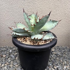 アガベ