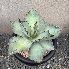アガベの画像