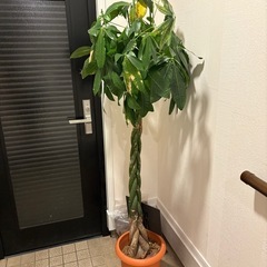 パキラ【お問い合わせ停止中】