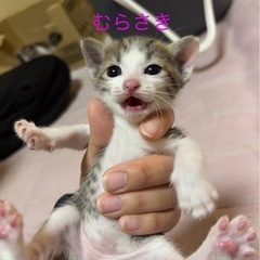 里親募集しています。