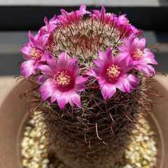 サボテン（月影丸）遅咲きの株も花が咲きました