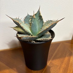 アガベ