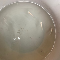 白メダカの針子10匹の画像