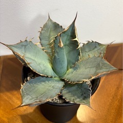 アガベの画像
