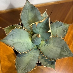 アガベの画像