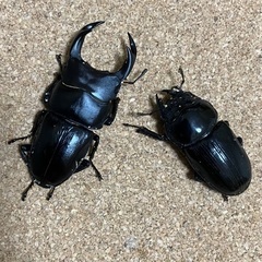 オオクワガタペア能勢YG血統①