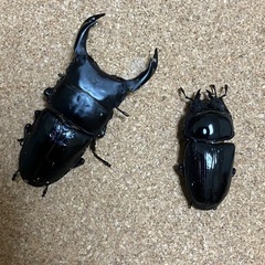 オオクワガタペア能勢YG血統②